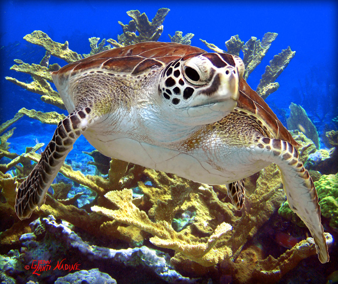 "Turtle on the Reef"