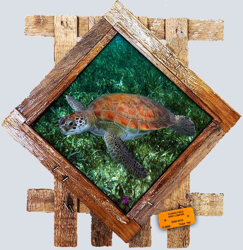 "Turtle Over a Seagrass Bed"