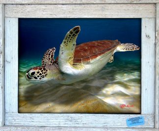 "Turtle Swimming Over the Sand"