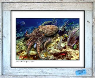 "Wandering Octopus"