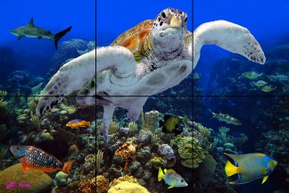 "A Coral Community"
