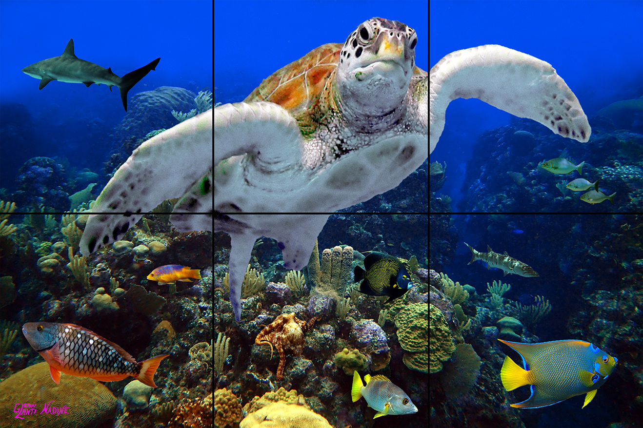 "A Coral Community"