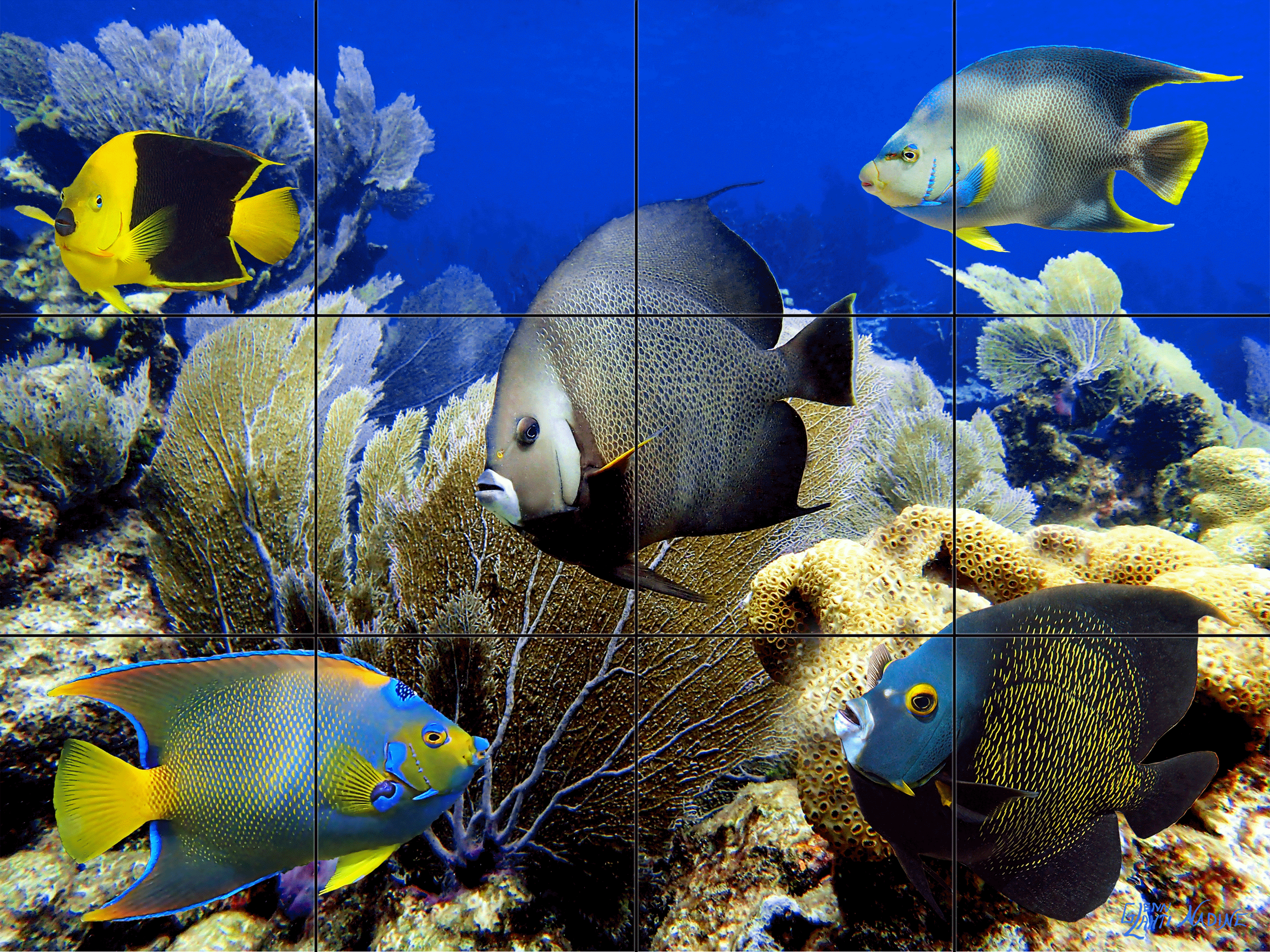 "A Heavenly Reef"