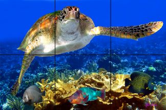 "Among the Corals"