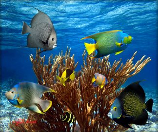 "Angels of the Reef"