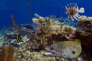 "At Home on the Reef"
