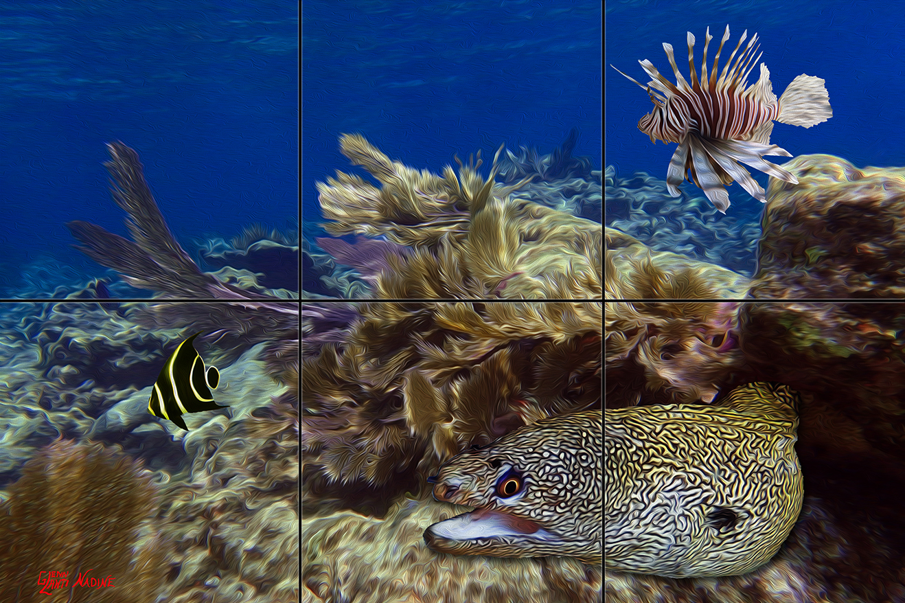 "At Home on the Reef"