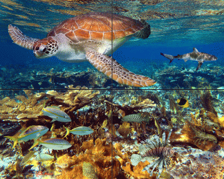 "Bahamian Reef"