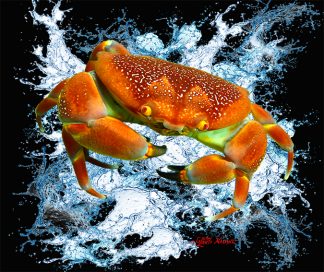 "Bat Crab"