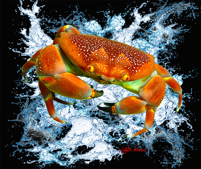 "Bat Crab"