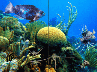 "Brain Coral Reef"