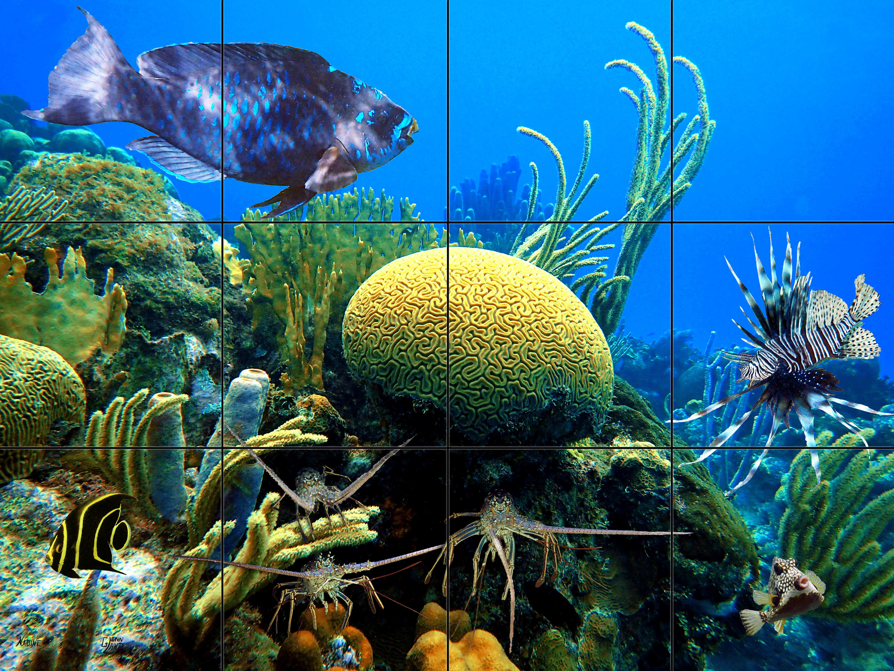 "Brain Coral Reef"
