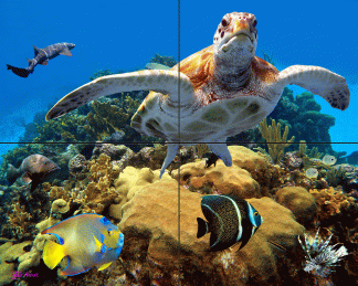 "Coral Family"