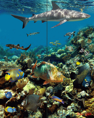 "Coral Garden with Shark"