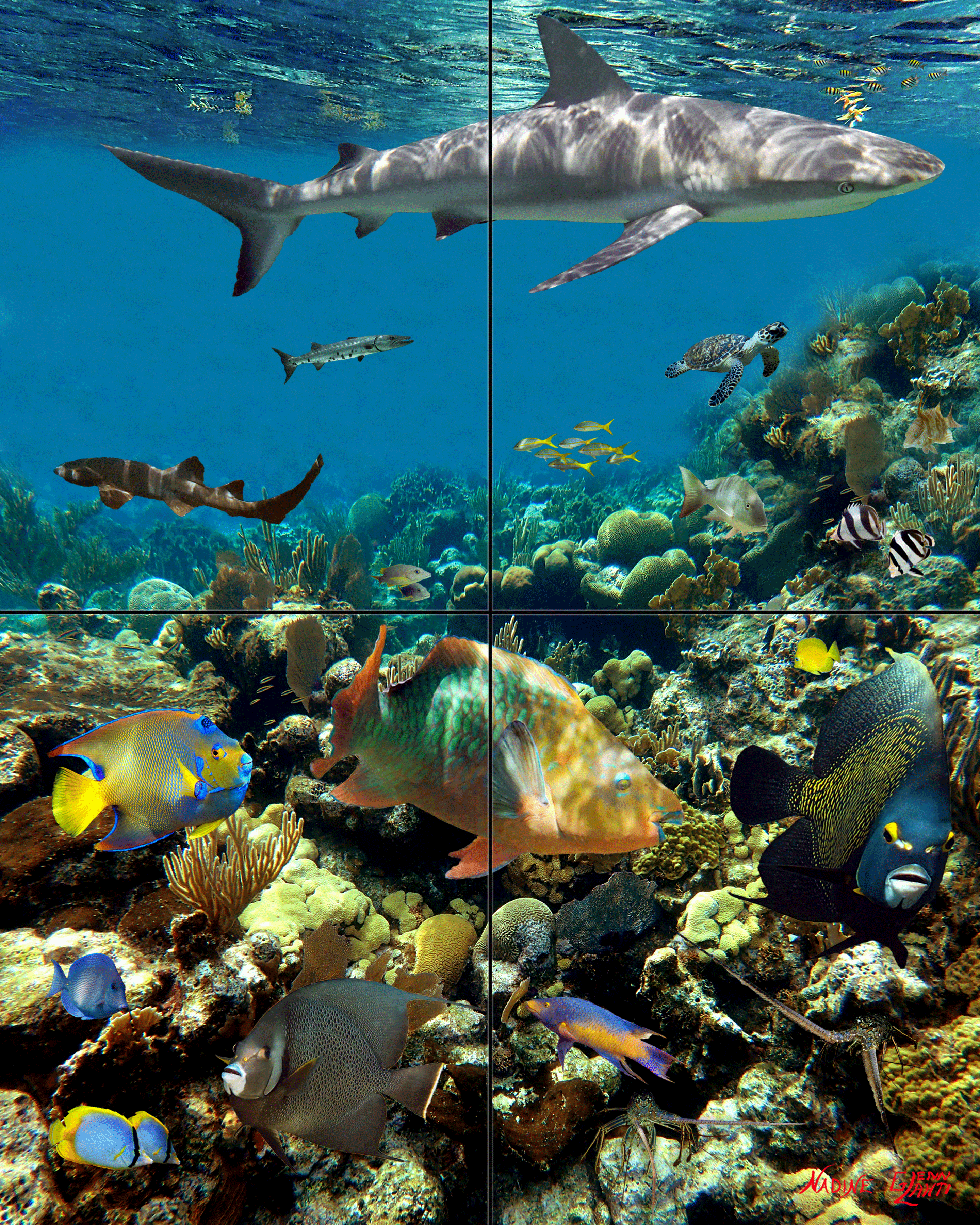 "Coral Garden with Shark"