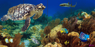 "Coral and Seafans"
