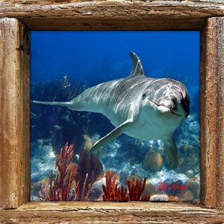 "Dolphin and Gorgonians"