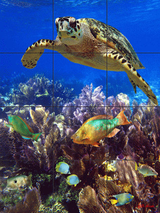 "Deep on the Reef"