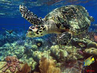 "Diving Hawksbill Turtle"