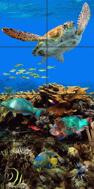"Elkhorn Reef II"