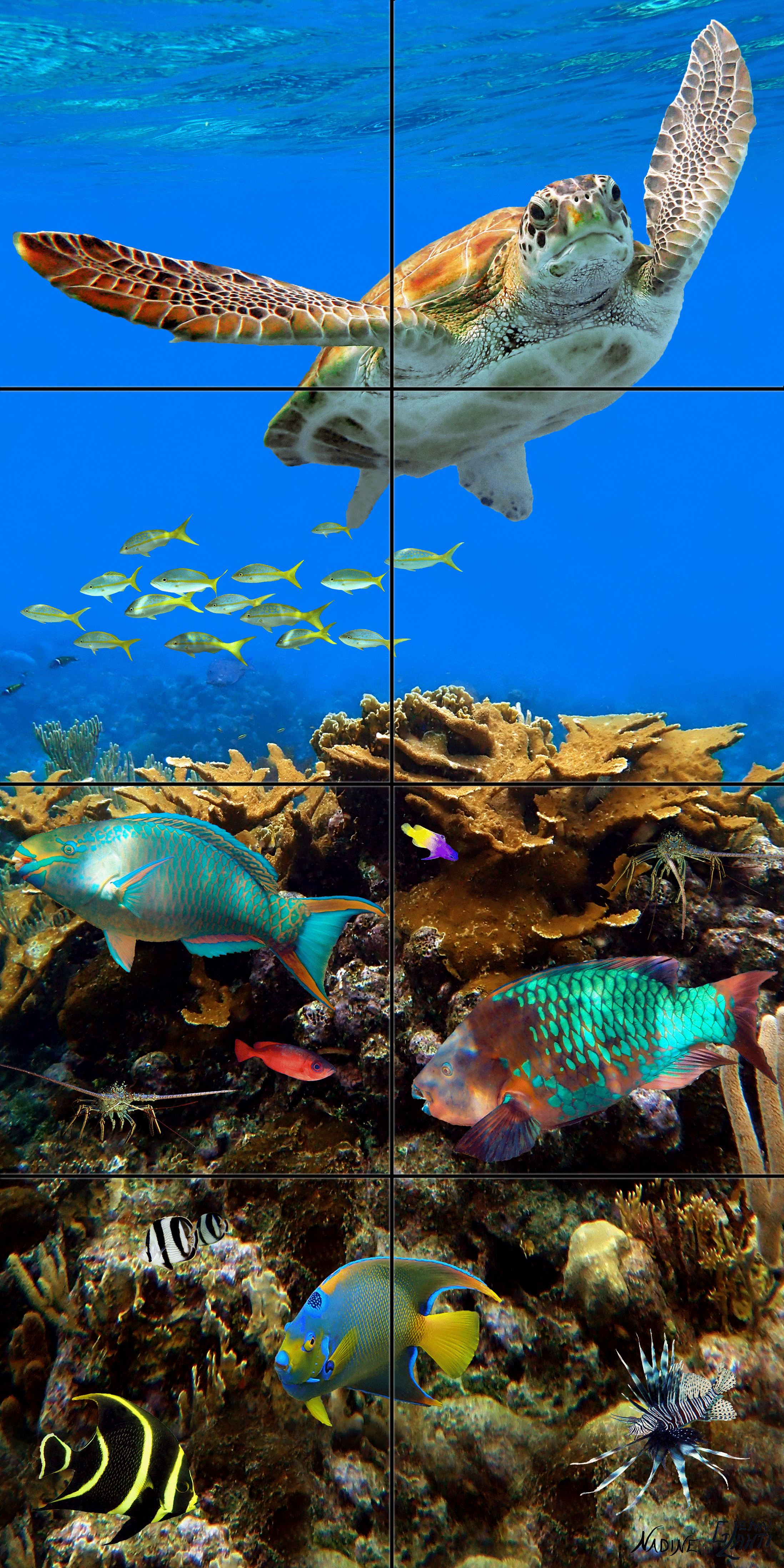 "Elkhorn Reef II"