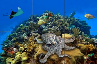 "End of the Reef"