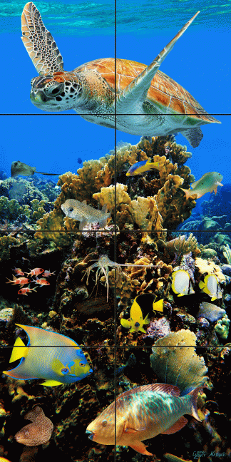 "Elkhorn Coral Cluster"