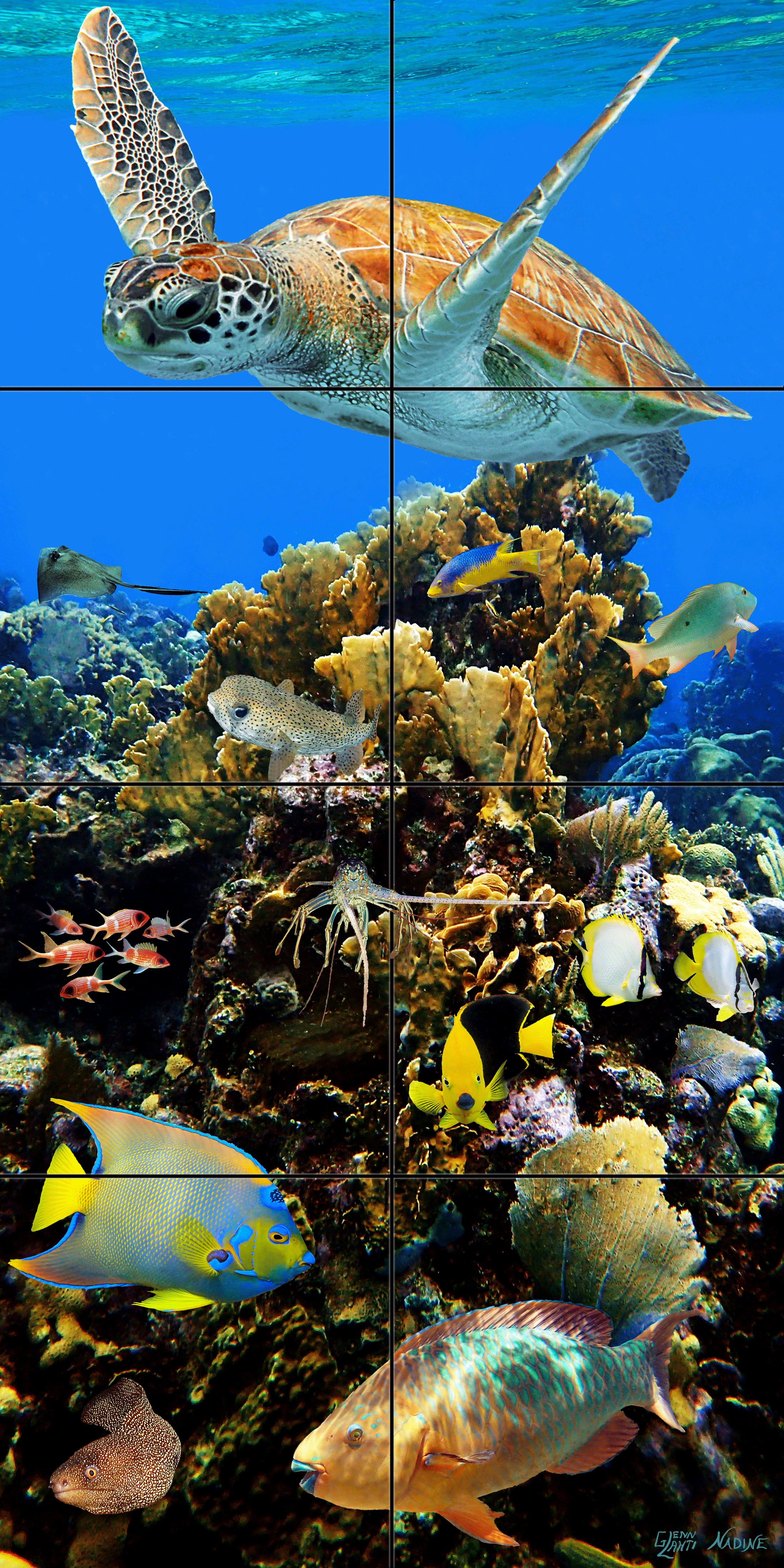 "Elkhorn Coral Cluster"