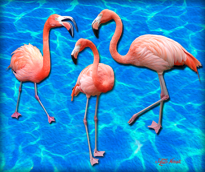 "Flamingo Trio"