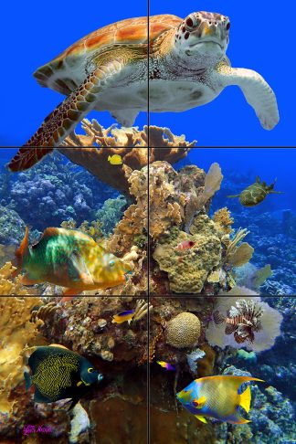 "Flying Over the Corals"