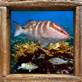 "Grouper Alley"