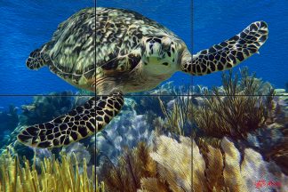 "Gliding Hawksbill Turtle"