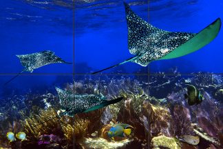 "Gliding Over the Corals"