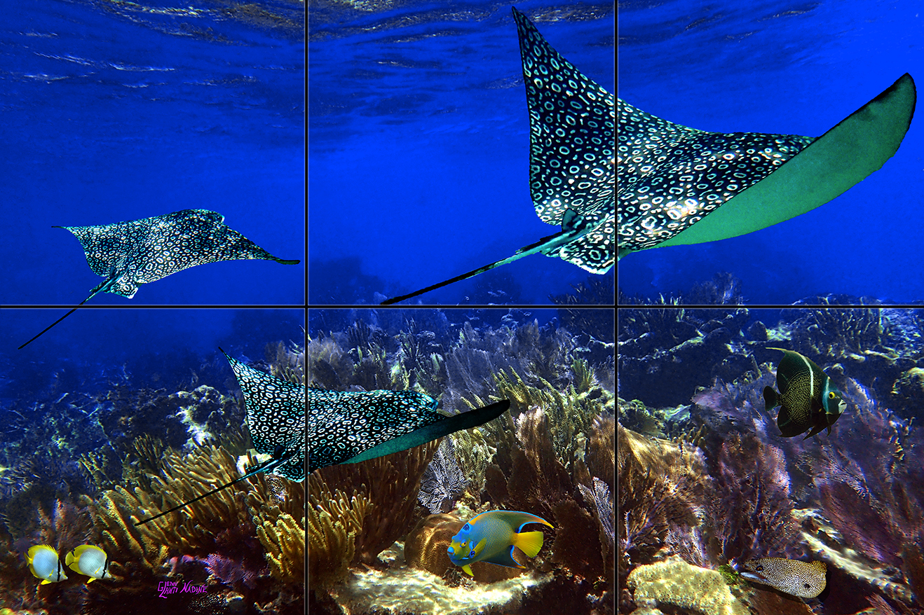 "Gliding Over the Corals"