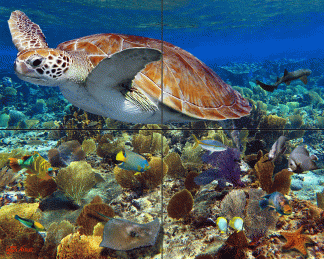 "Grand Bahama Reef"