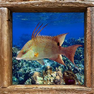 "Hog on the Reef"
