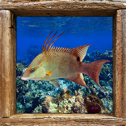 "Hog on the Reef"