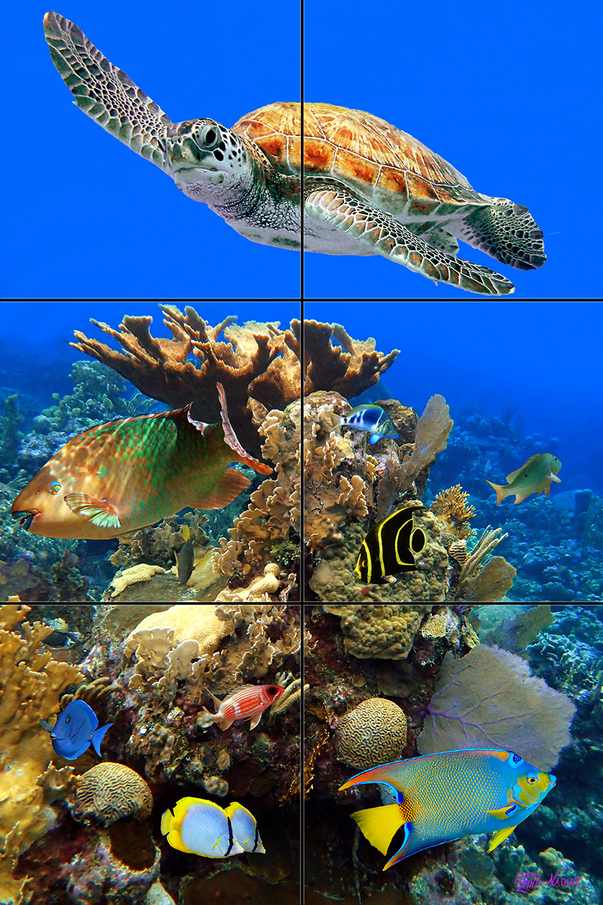 "Hello from the Reef"