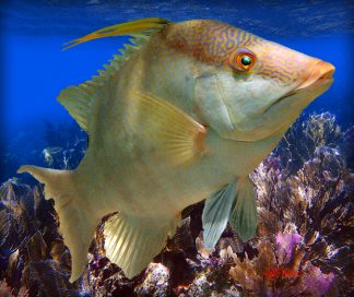 "Hogfish in the Seafans"