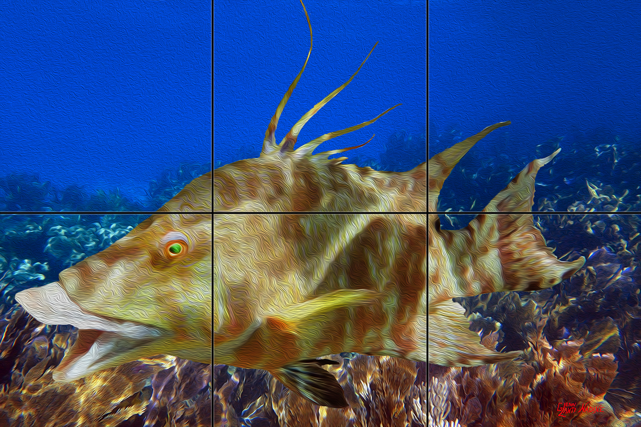 "Hungry Hogfish"