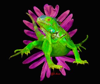 "Iguana"