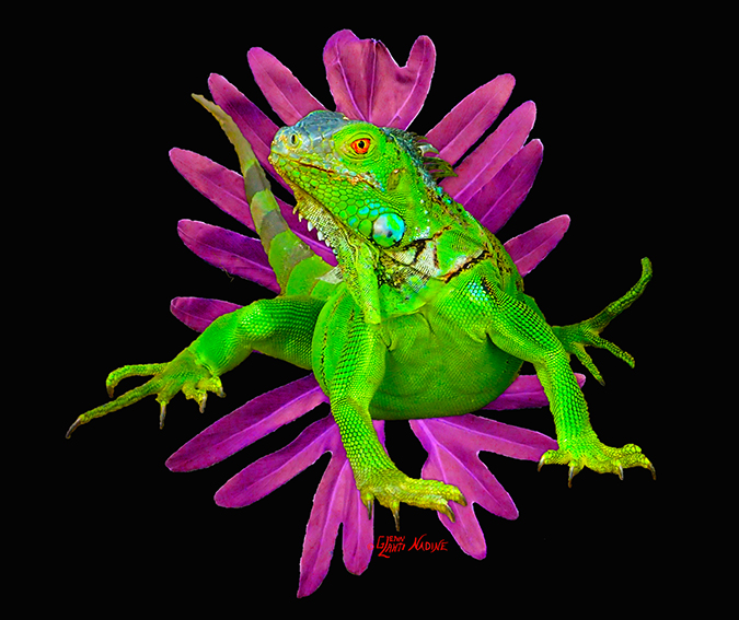 "Iguana"