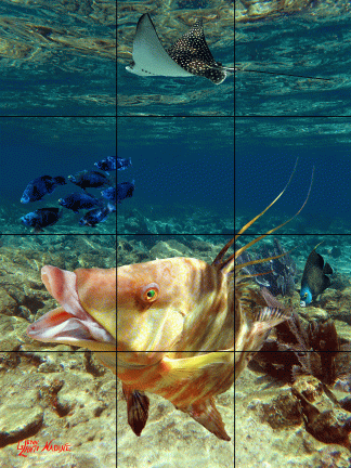 "Life in the Shallows"