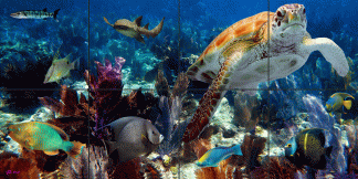 "Life on the Reef"
