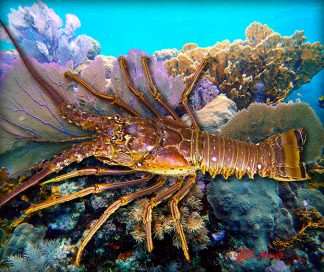 "Lobster"