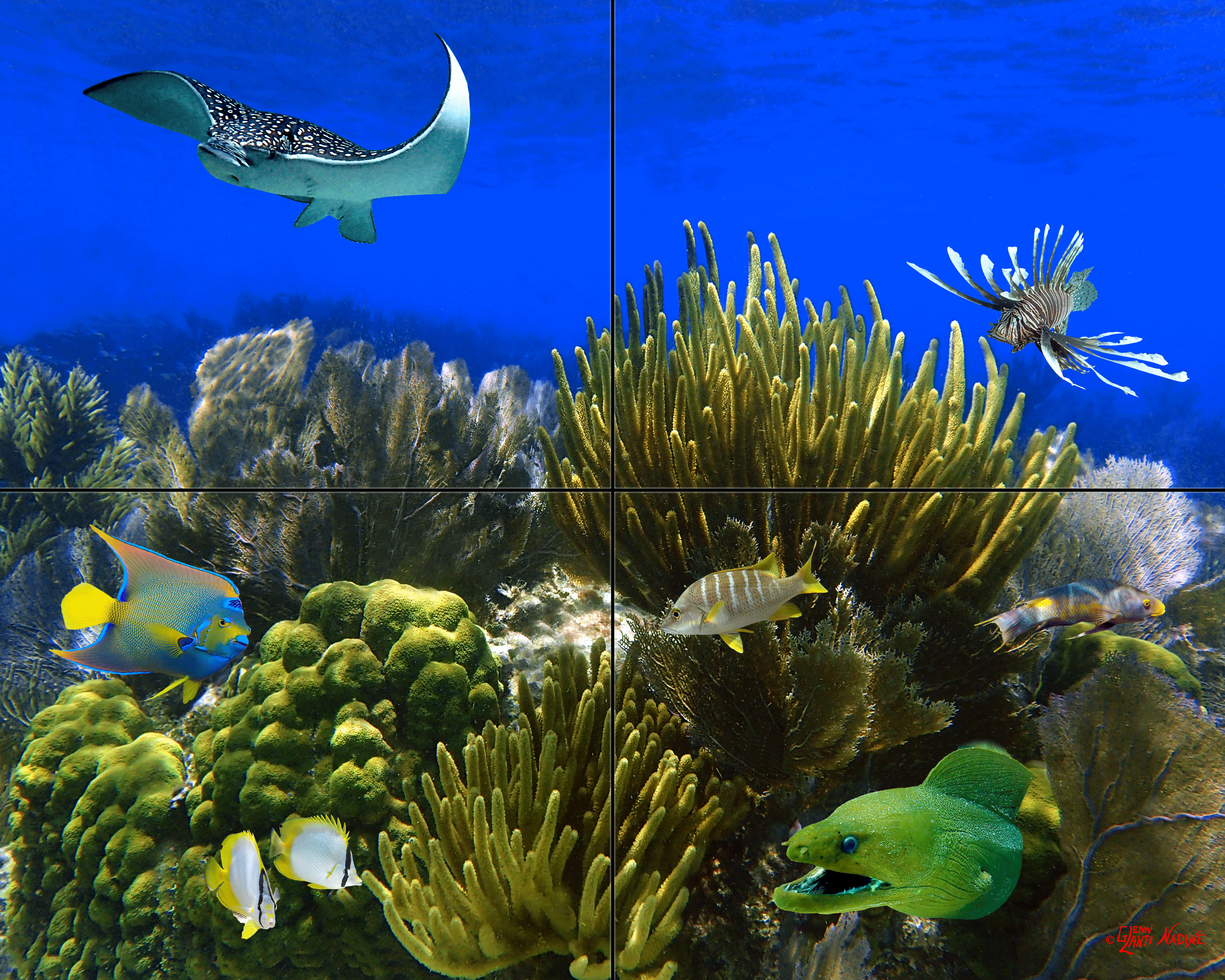 "Morays Garden"