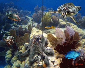 "Octopus on the Corals"