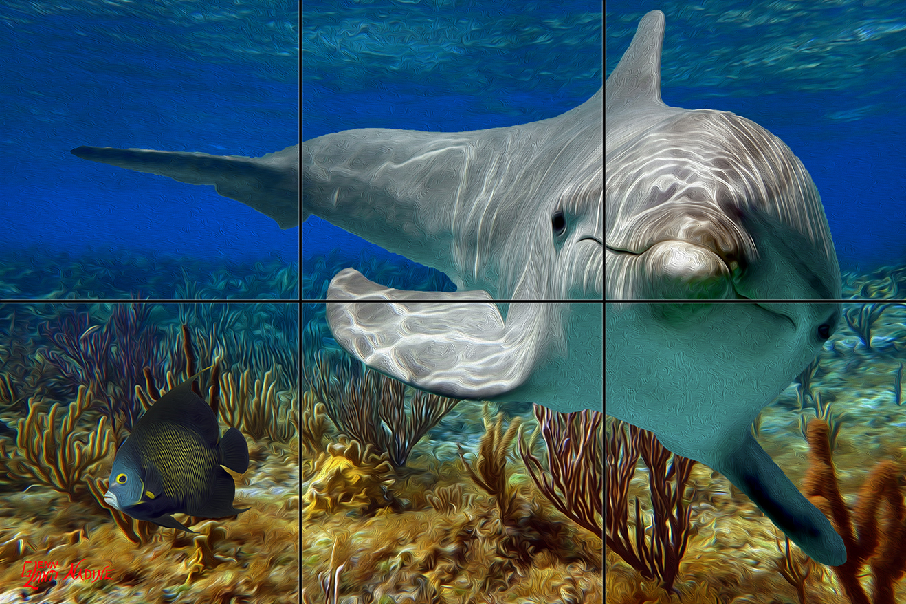 "Porpoise and Angelfish"