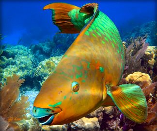 "Rainbow Parrotfish"