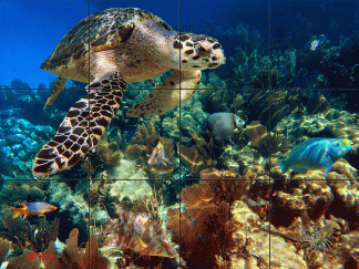"Reef Cruiser"
